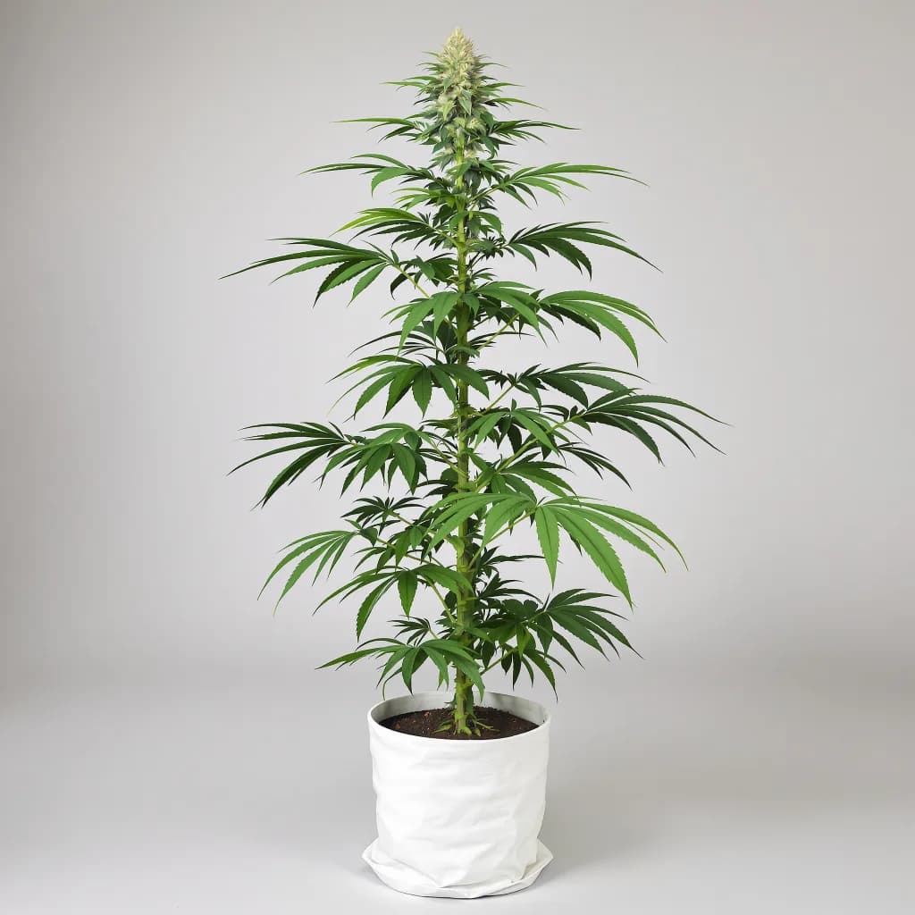 Ghost Train Haze cannabis seeds packaging — Royal King Seeds the UK