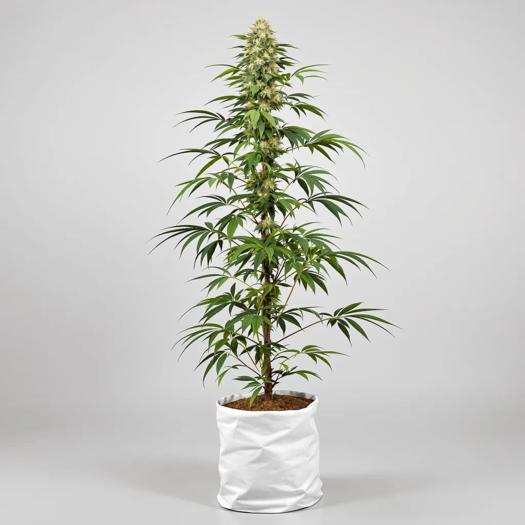 Ghost Train Haze cannabis seeds packaging — Royal King Seeds the UK