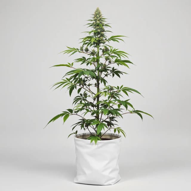 Ginger Ale cannabis seeds packaging — Royal King Seeds UK