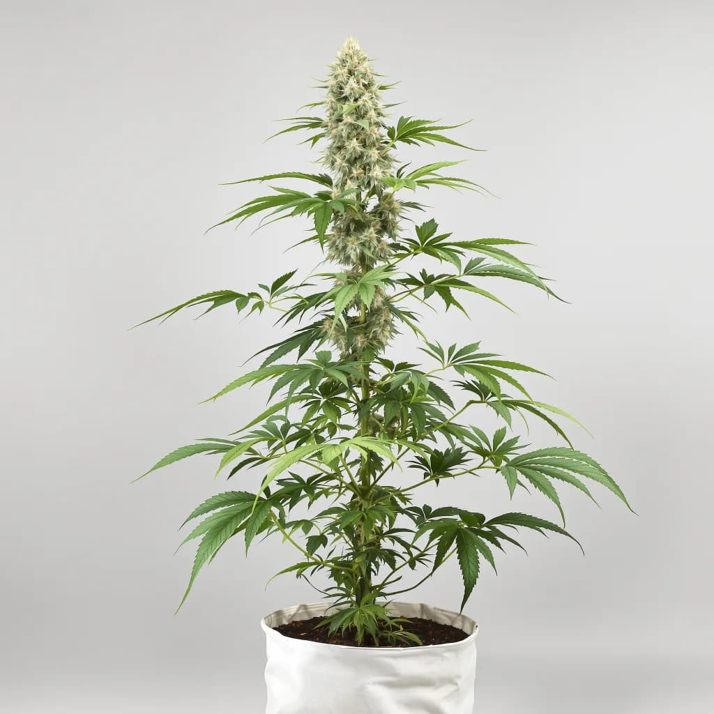 Gobbstopper feminised cannabis plant