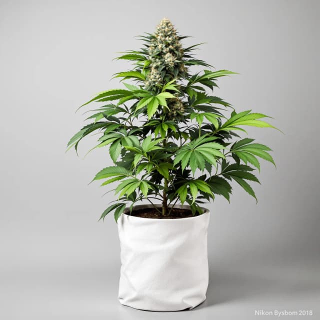 Godberry cannabis seeds packaging — Royal King Seeds UK