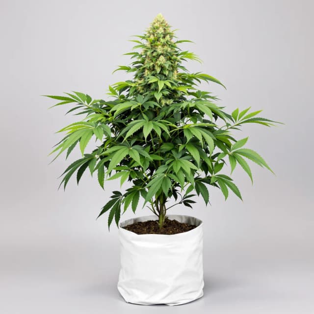 Gold Leaf cannabis seeds packaging — Royal King Seeds UK