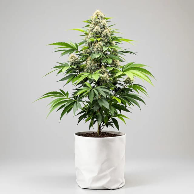Gorilla Cookies cannabis seeds packaging — Royal King Seeds the UK