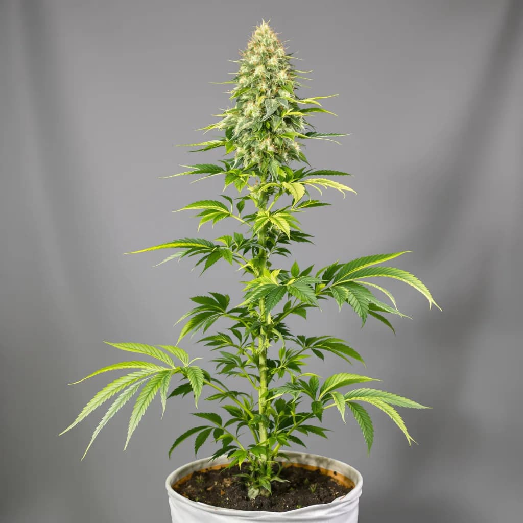 Gorilla Nut feminised cannabis plant