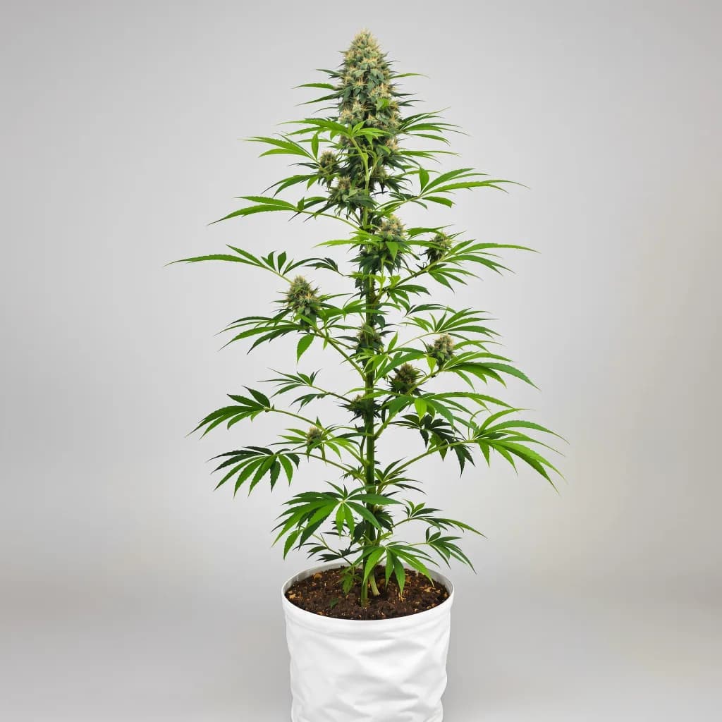 Grape Kush cannabis seeds packaging — Royal King Seeds the UK