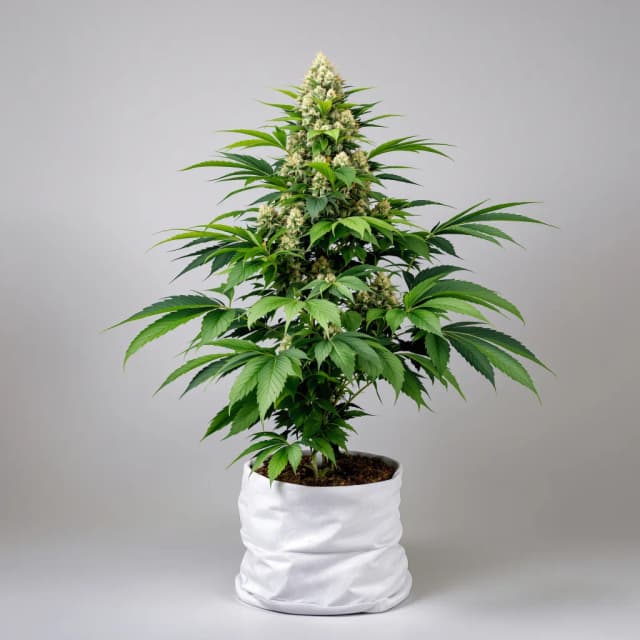 Grapefruit Kush cannabis seeds packaging — Royal King Seeds UK