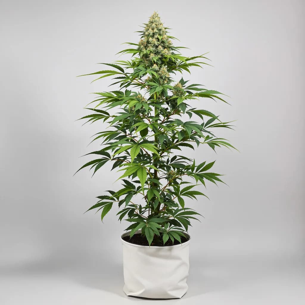 Green Door Kush cannabis seeds packaging — Royal King Seeds the UK