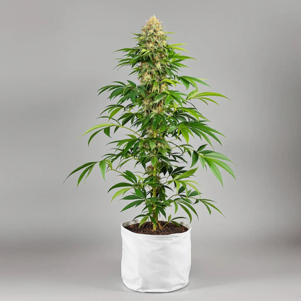 Hawaiian Dream CBD cannabis seeds packaging — Royal King Seeds the UK