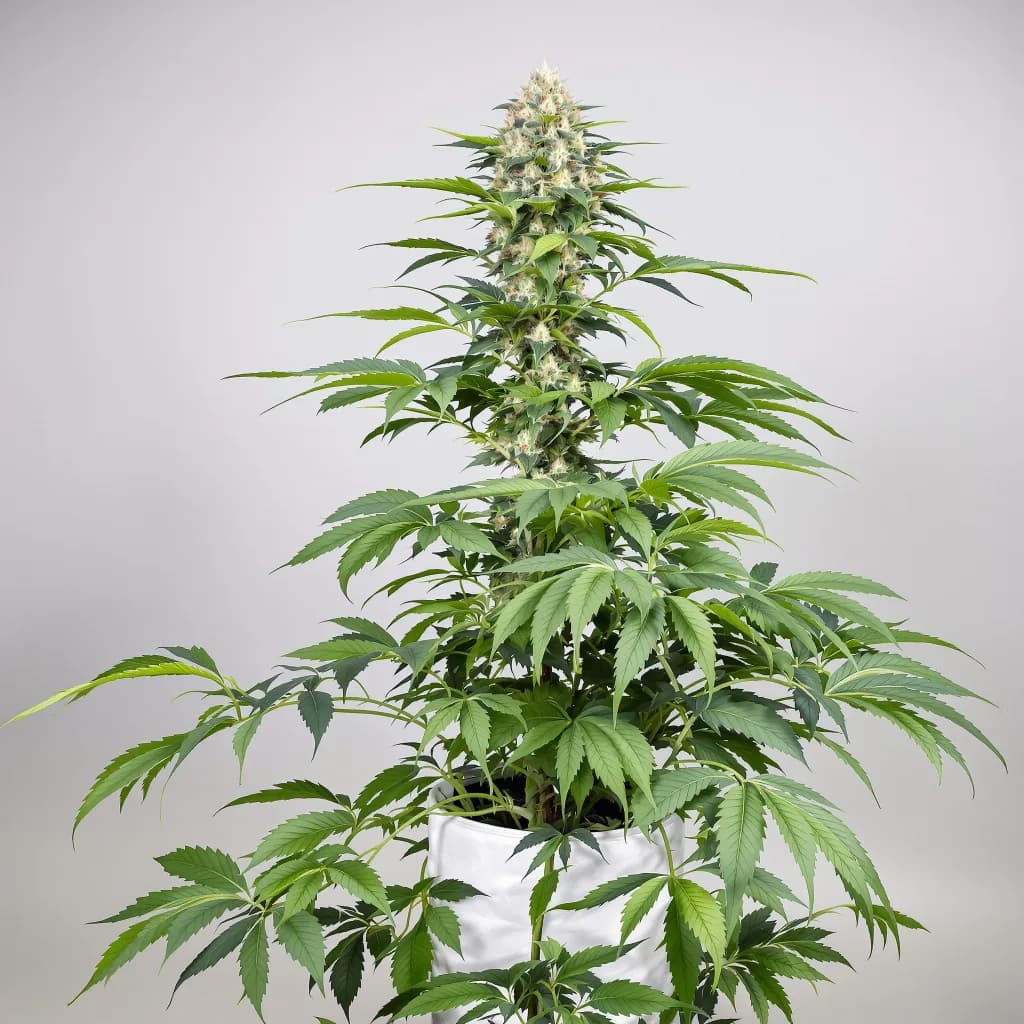 Hawaiian cannabis seeds packaging β Royal King Seeds the UK