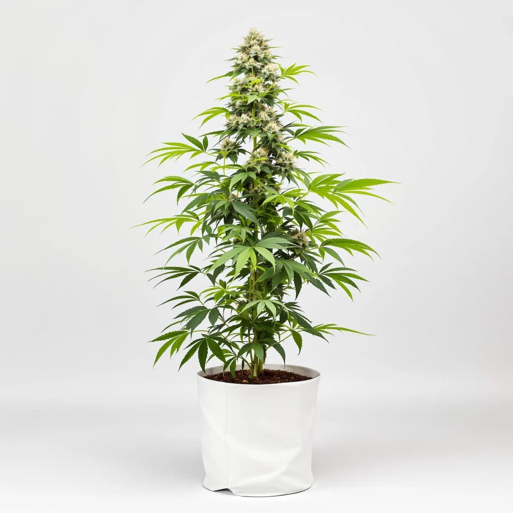High Resin Pack cannabis seeds packaging โ Royal King Seeds the UK