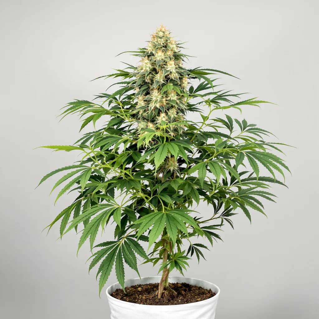 Honey Banana cannabis seeds packaging — Royal King Seeds the UK