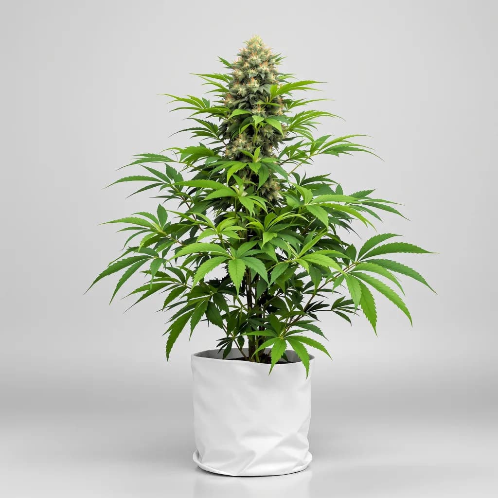 Humboldt Headband cannabis seeds packaging — Royal King Seeds the UK