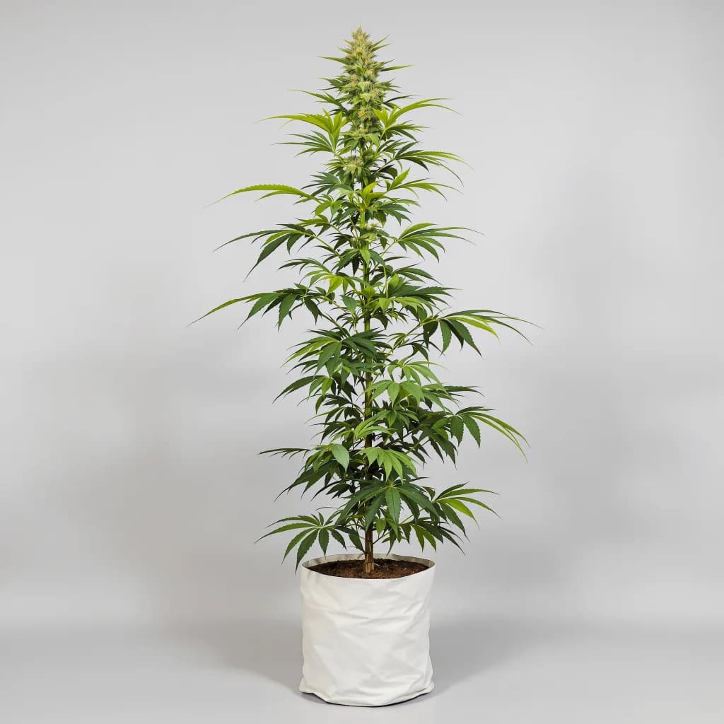 Island Sweet Skunk cannabis seeds packaging — Royal King Seeds the UK