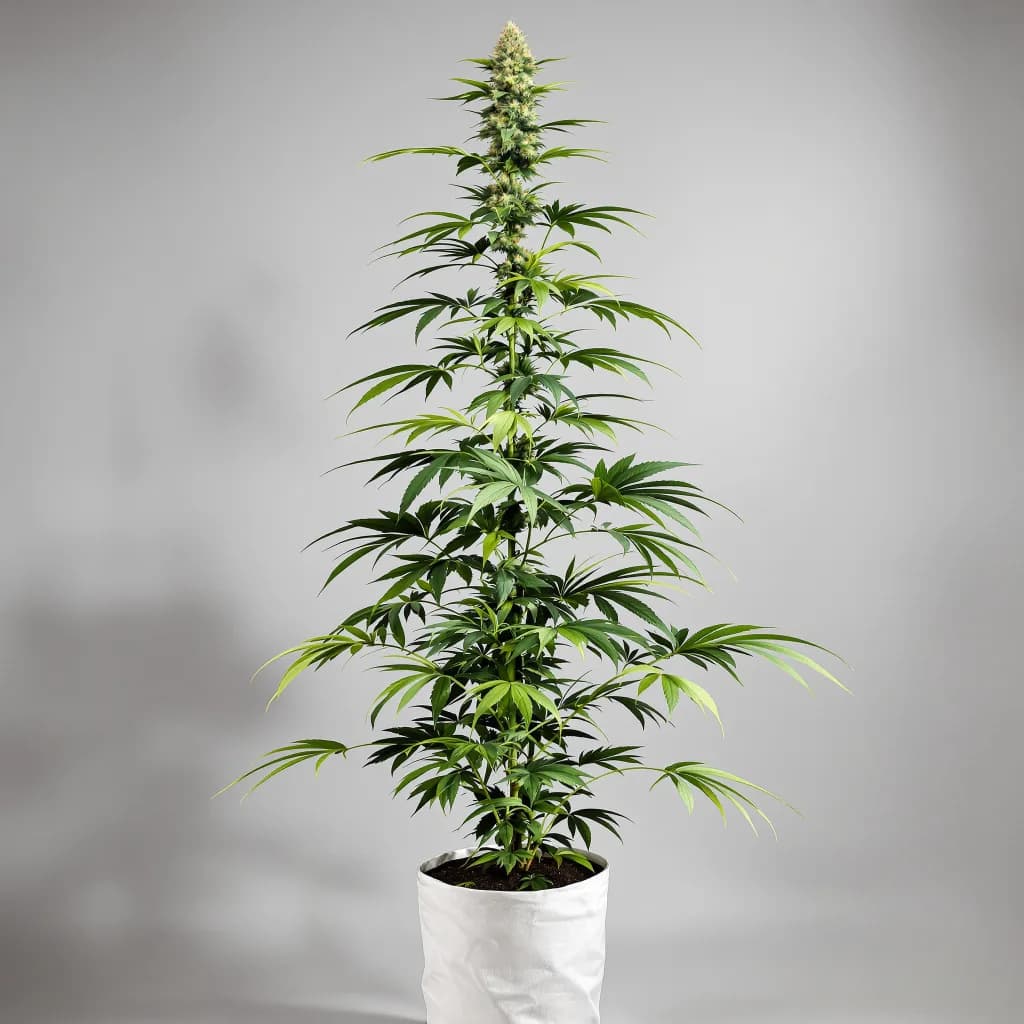 Jesus OG cannabis seeds packaging — Royal King Seeds the UK