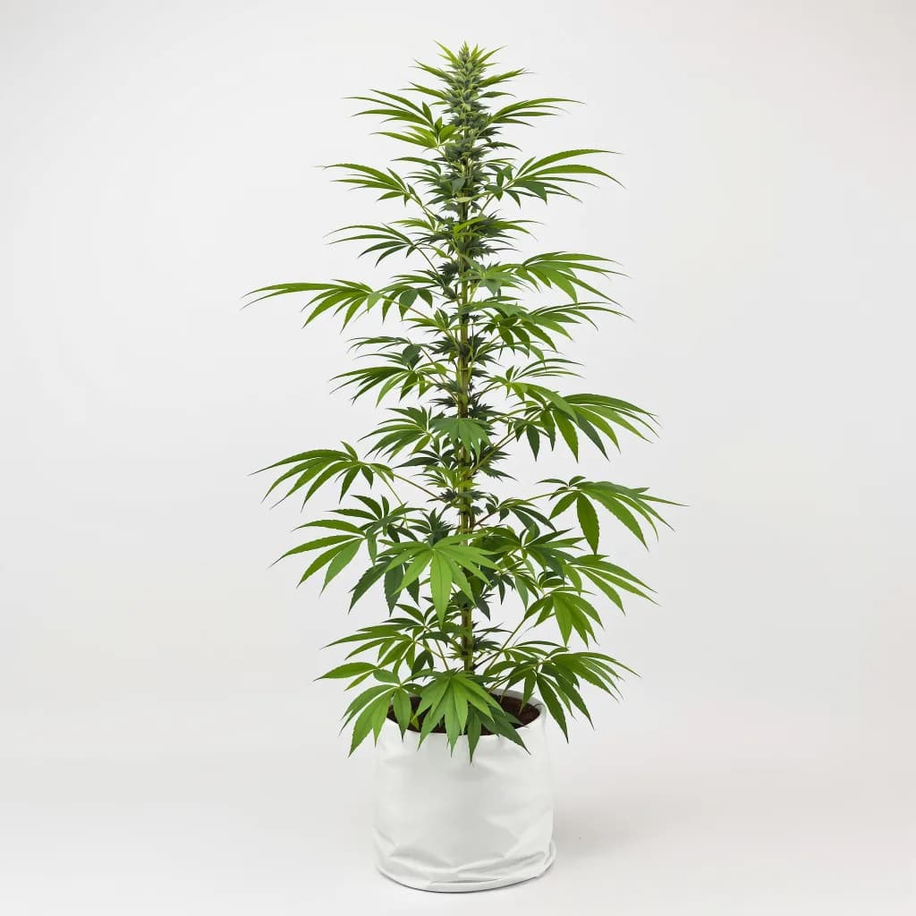 Jesus OG cannabis seeds packaging — Royal King Seeds the UK
