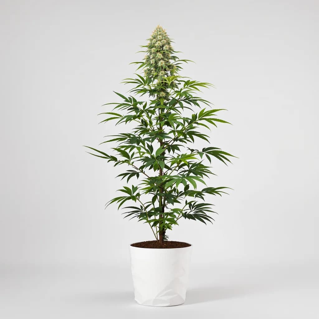 Juicy Fruit cannabis seeds packaging — Royal King Seeds UK