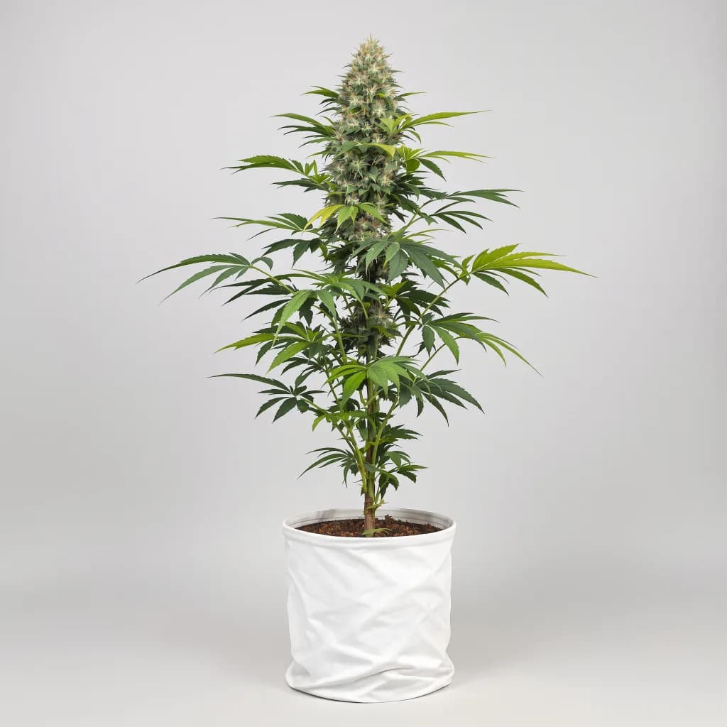 Kandahar cannabis seeds packaging β Royal King Seeds the UK
