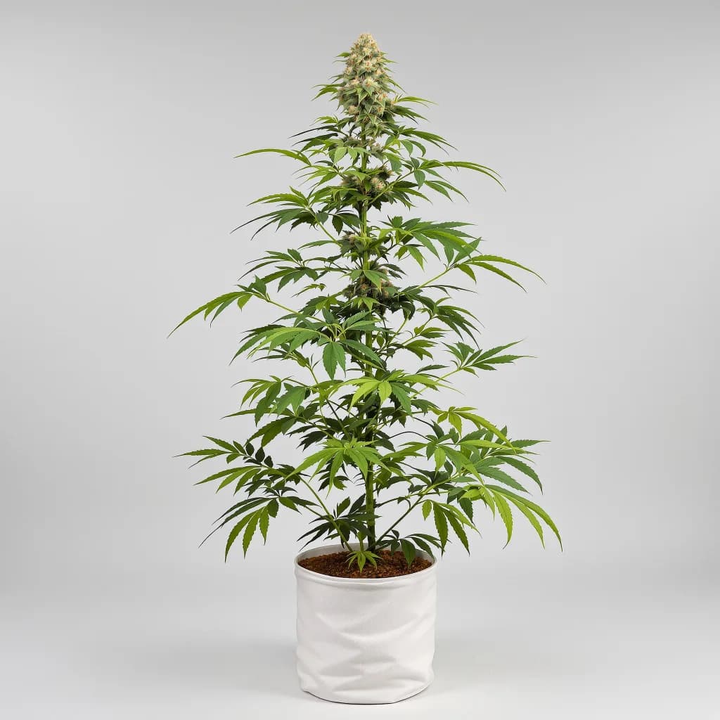 Kush Mints feminised cannabis plant