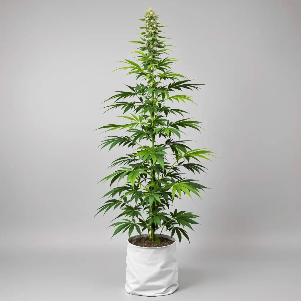 Lambo feminised cannabis plant