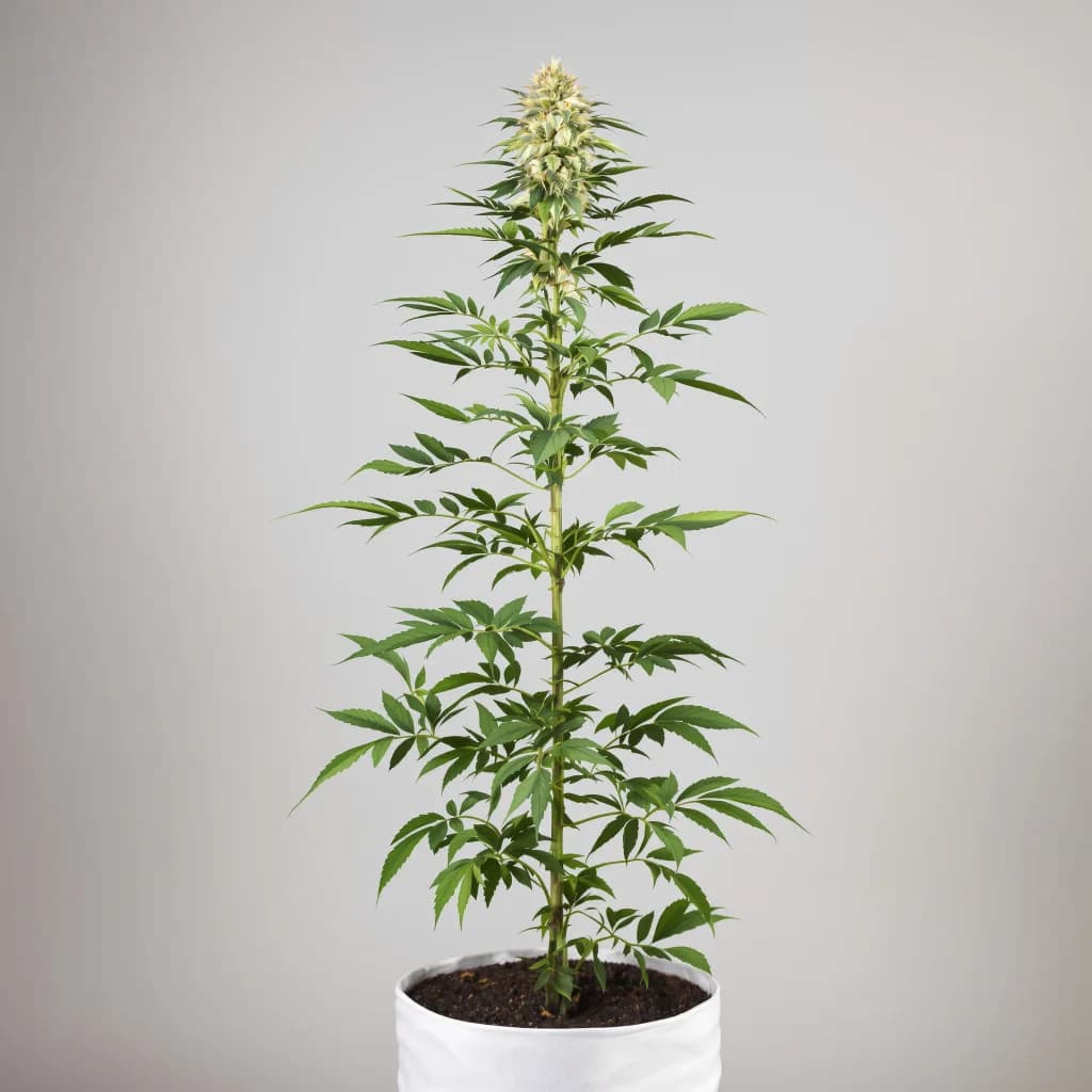 Lavender cannabis seeds packaging — Royal King Seeds the UK