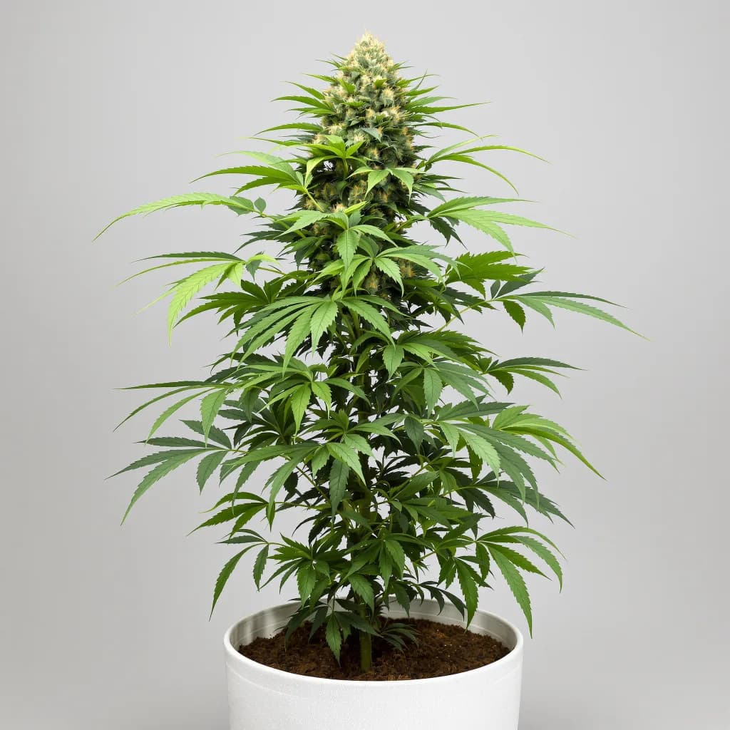 Lemon Diesel cannabis seeds packaging β Royal King Seeds the UK