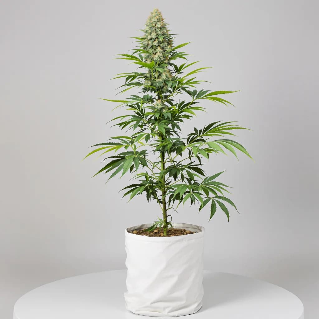 Lemon Drop cannabis seeds packaging — Royal King Seeds the UK