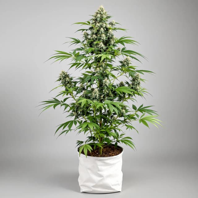 Lowryder cannabis seeds packaging — Royal King Seeds the UK