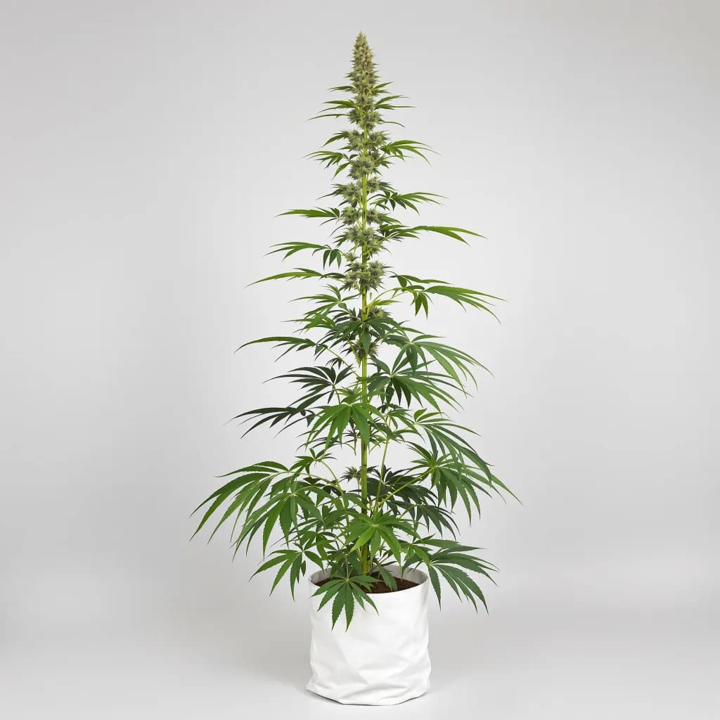 Lucid Dream Kush cannabis seeds packaging — Royal King Seeds the UK