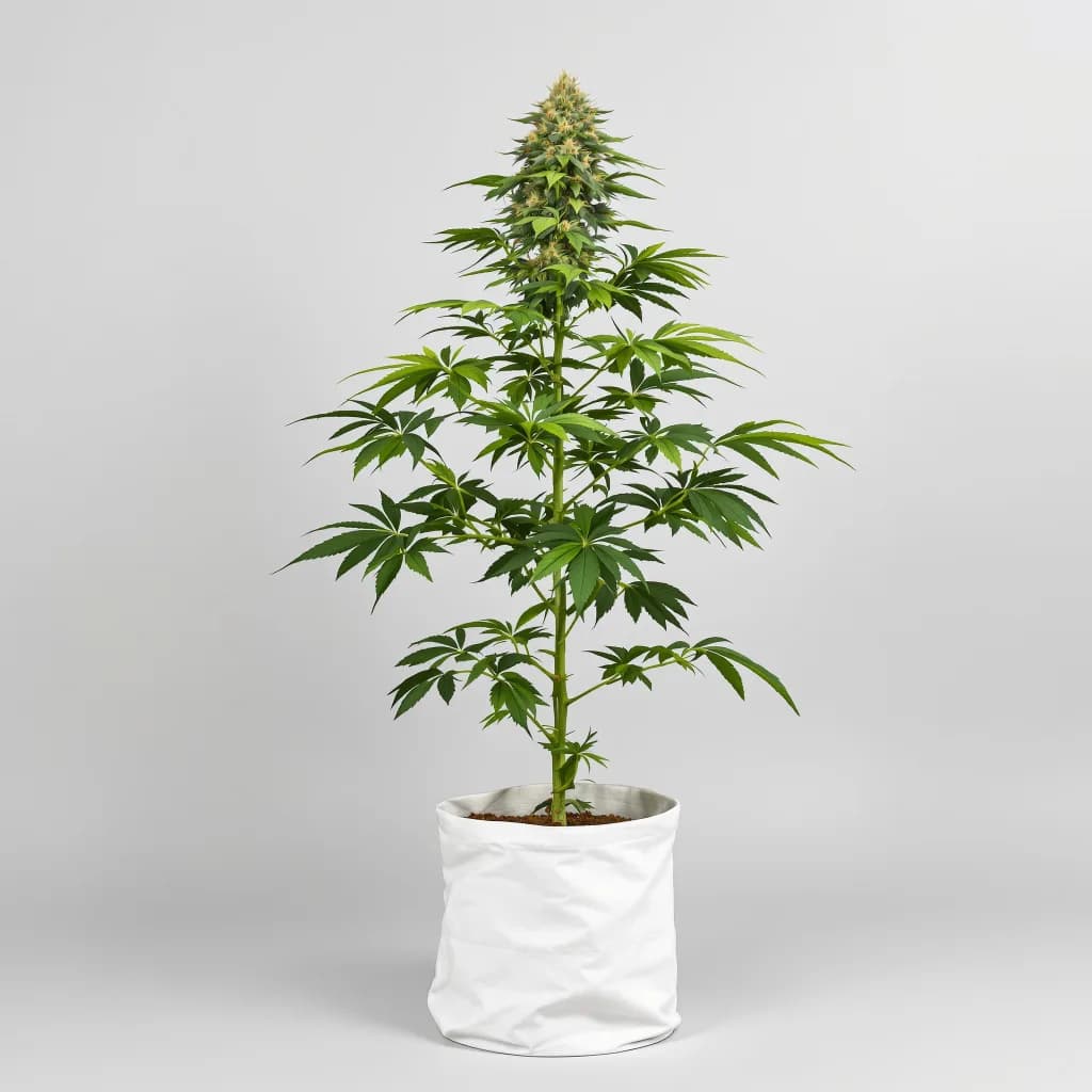 Mandarin cannabis seeds packaging — Royal King Seeds the UK