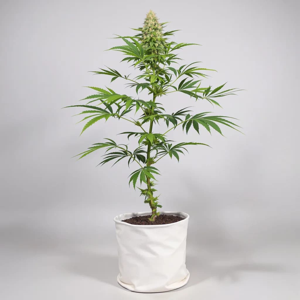Mango Kush cannabis seeds packaging — Royal King Seeds the UK
