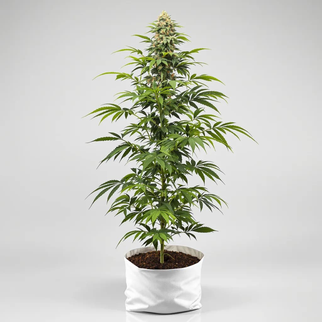 Master Yoda cannabis seeds packaging — Royal King Seeds the UK