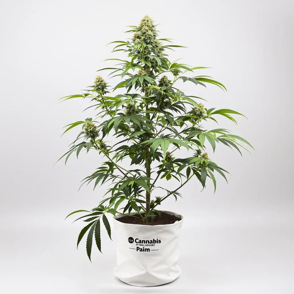 Mint cannabis seeds packaging — Royal King Seeds the UK