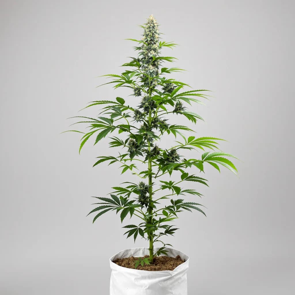 Mob Boss cannabis seeds packaging โ Royal King Seeds the UK