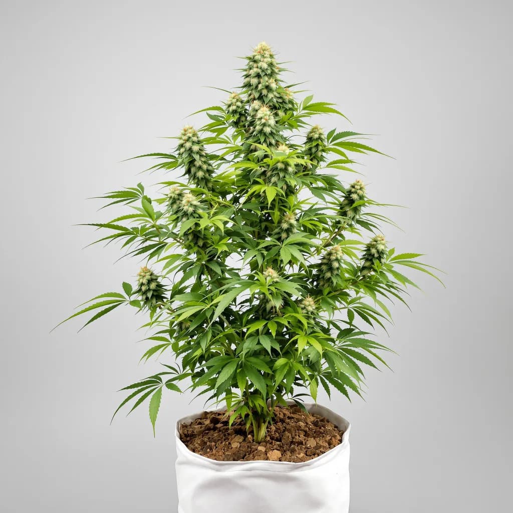 Mt. Rainier cannabis seeds packaging — Royal King Seeds the UK