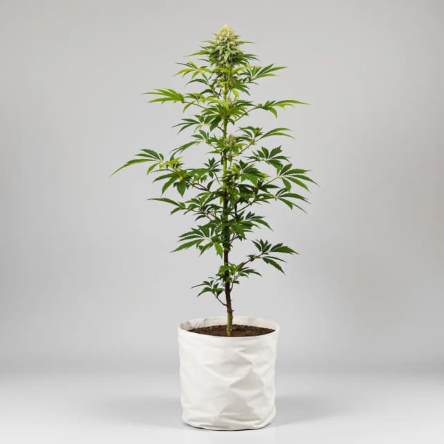 Nebula cannabis seeds packaging — Royal King Seeds UK