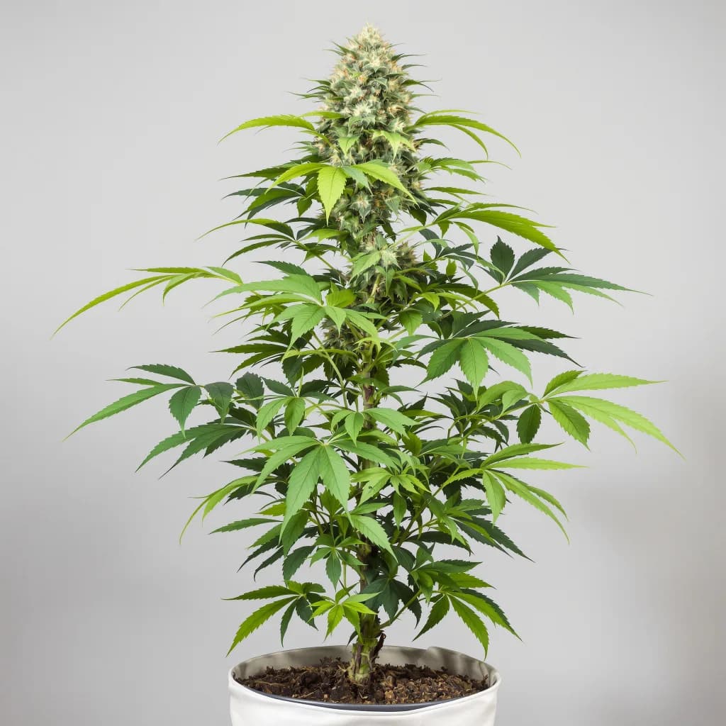 Nice Cherry cannabis seeds packaging — Royal King Seeds the UK