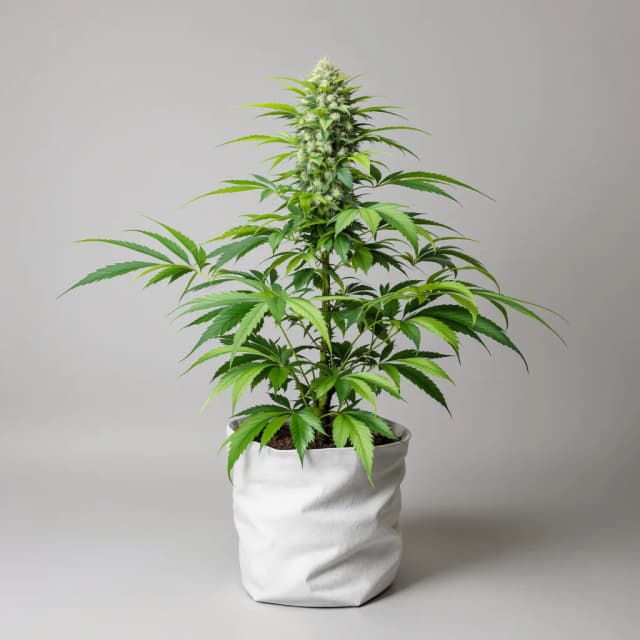 Nightcap cannabis seeds packaging — Royal King Seeds UK