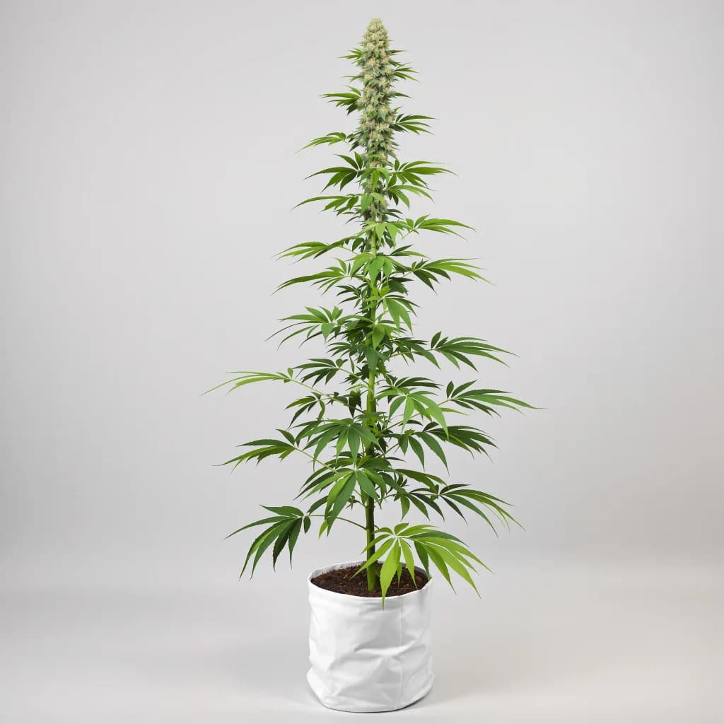 NY-47 cannabis seeds packaging — Royal King Seeds the UK