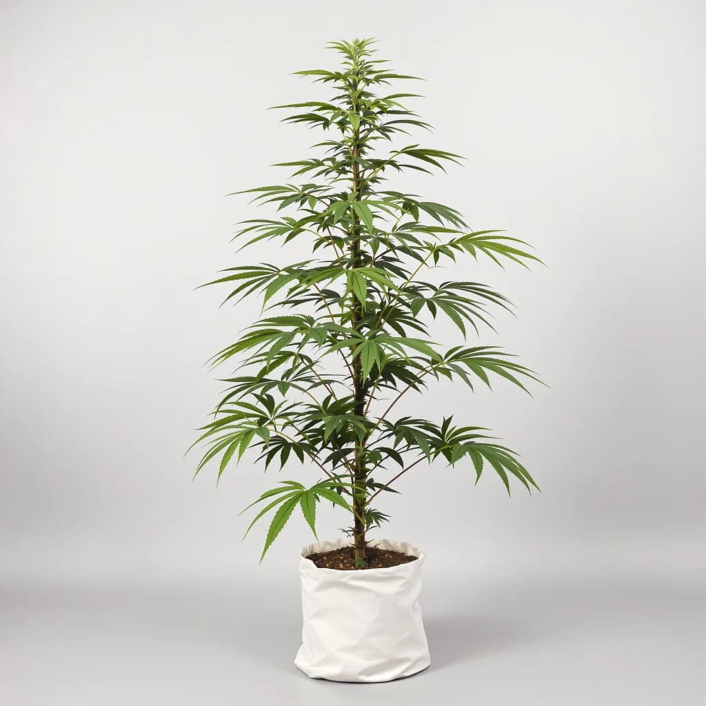 Orange Crush cannabis seeds packaging — Royal King Seeds the UK