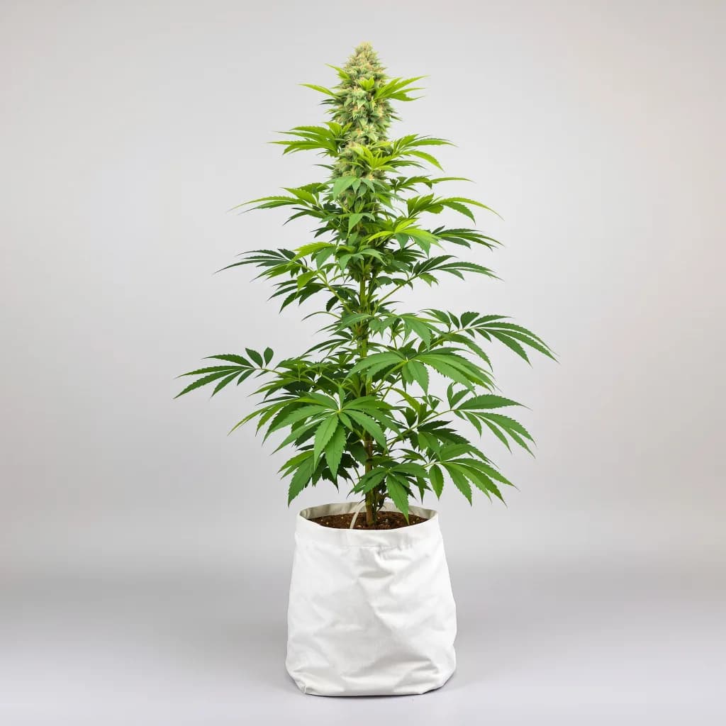 Ortega cannabis seeds packaging — Royal King Seeds the UK