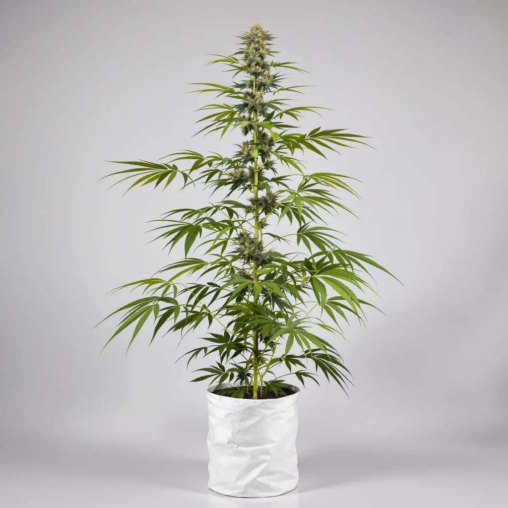 Panama Red cannabis seeds packaging β Royal King Seeds the UK