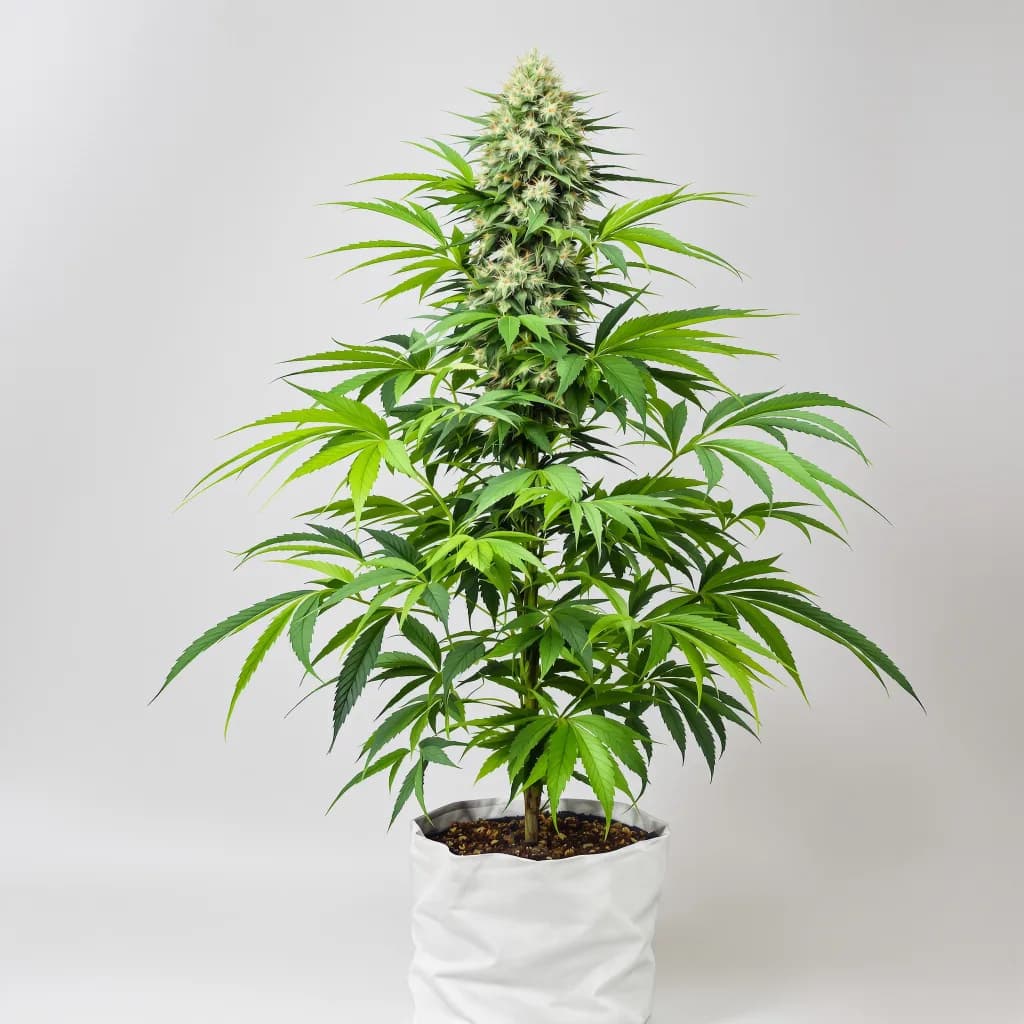 Peyote Gorilla feminised cannabis plant