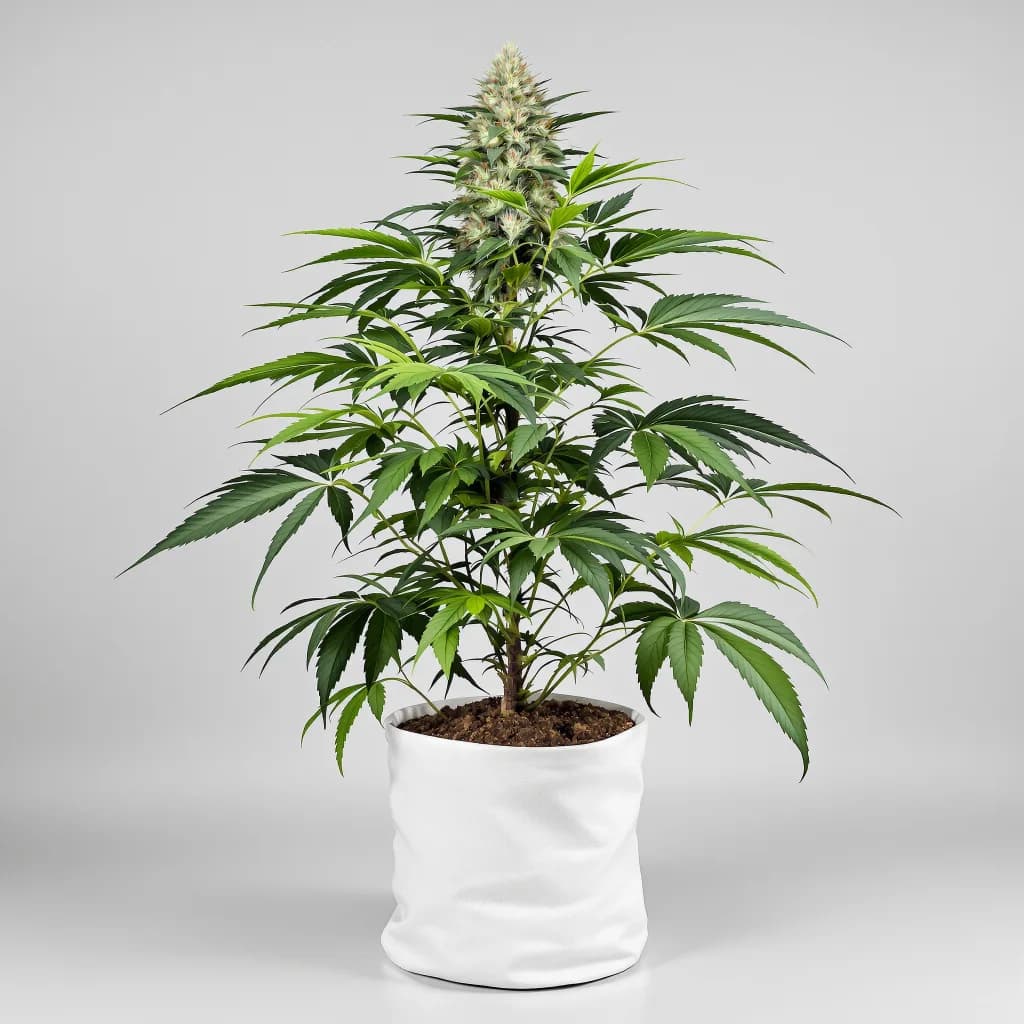 Platinum Bubba feminised cannabis plant