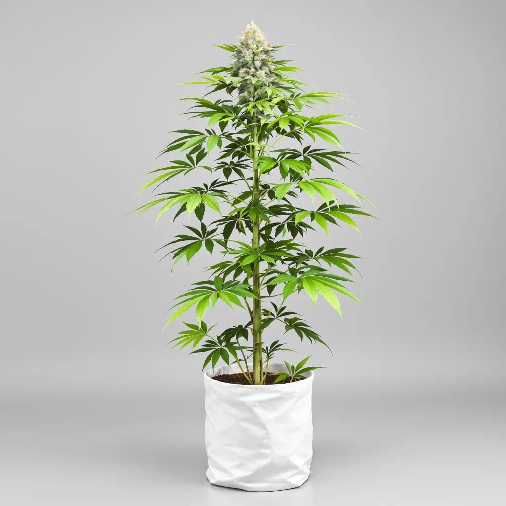 Punch Pie feminised cannabis plant