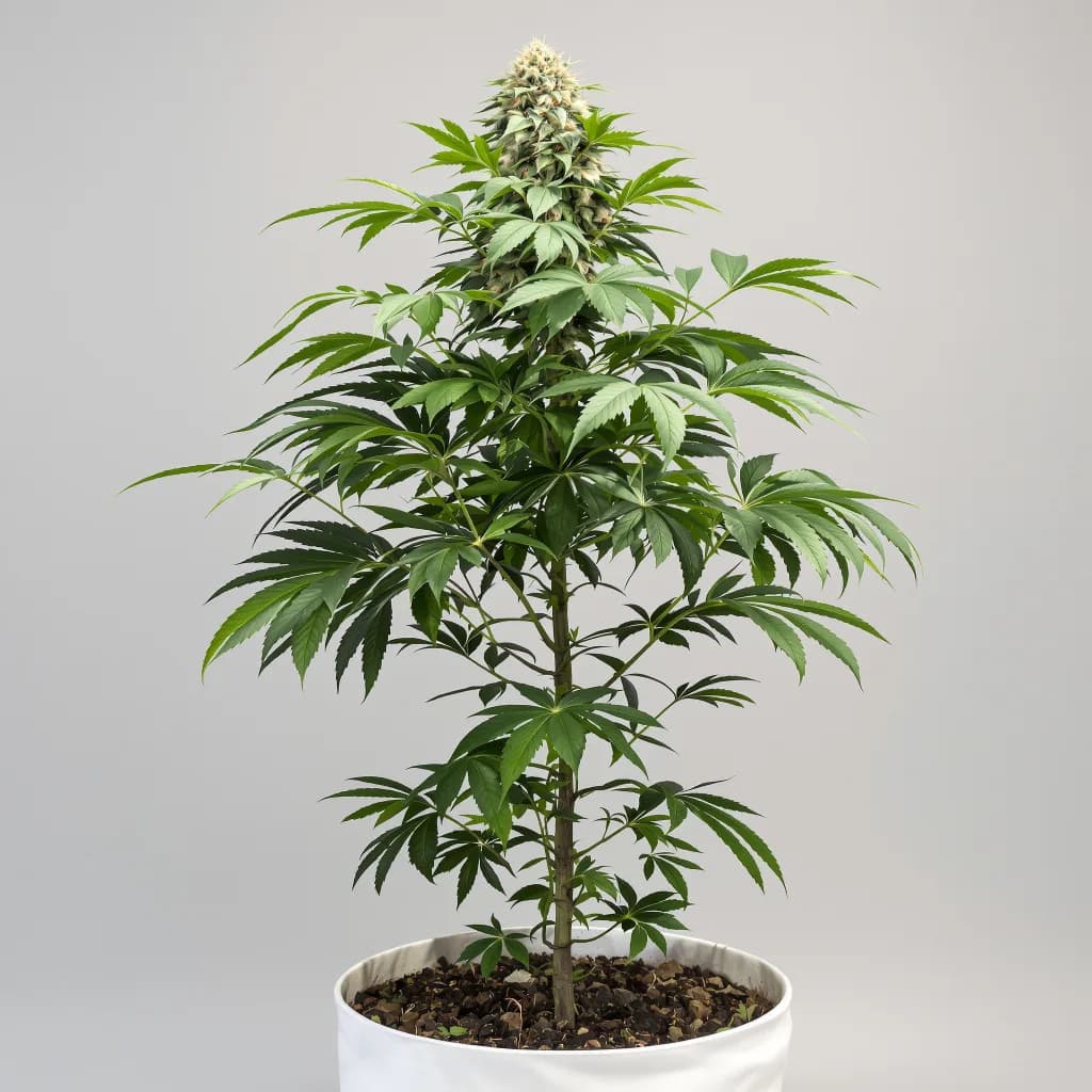 Pure OG cannabis seeds packaging β Royal King Seeds the UK