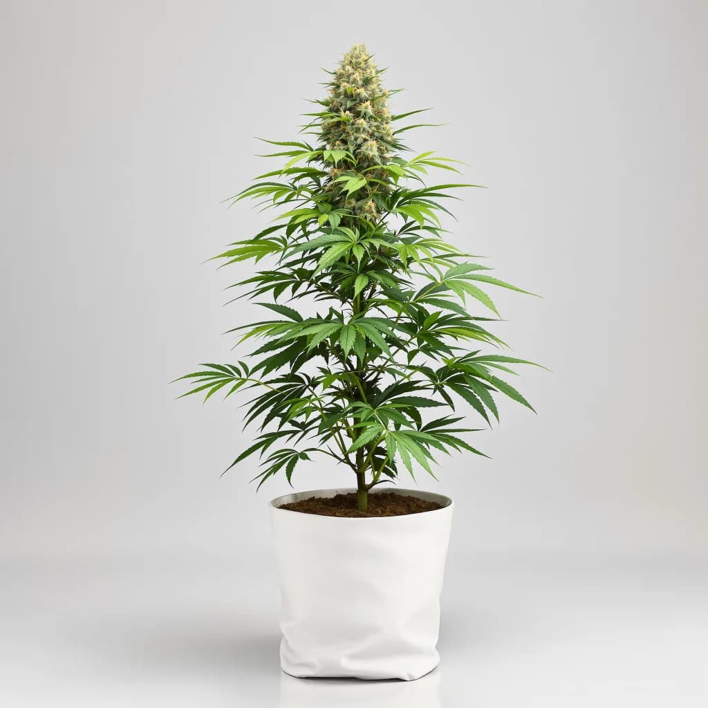 Purple Afghani cannabis seeds packaging β Royal King Seeds the UK