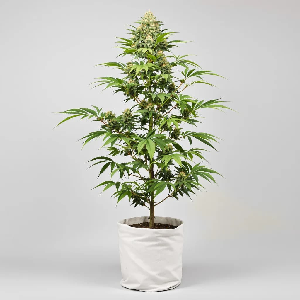 Purple Trainwreck cannabis seeds packaging — Royal King Seeds the UK