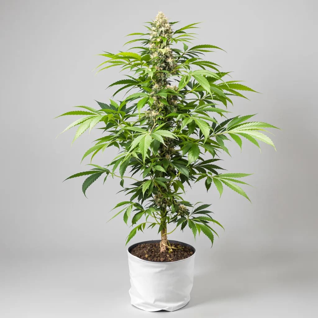 Rare Dankness #1 cannabis seeds packaging — Royal King Seeds the UK