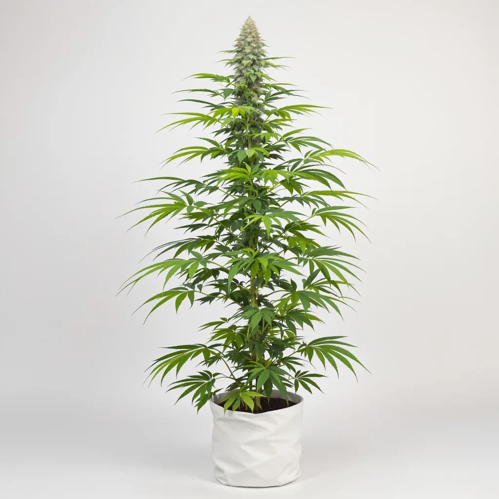 Red Congolese cannabis seeds packaging — Royal King Seeds the UK