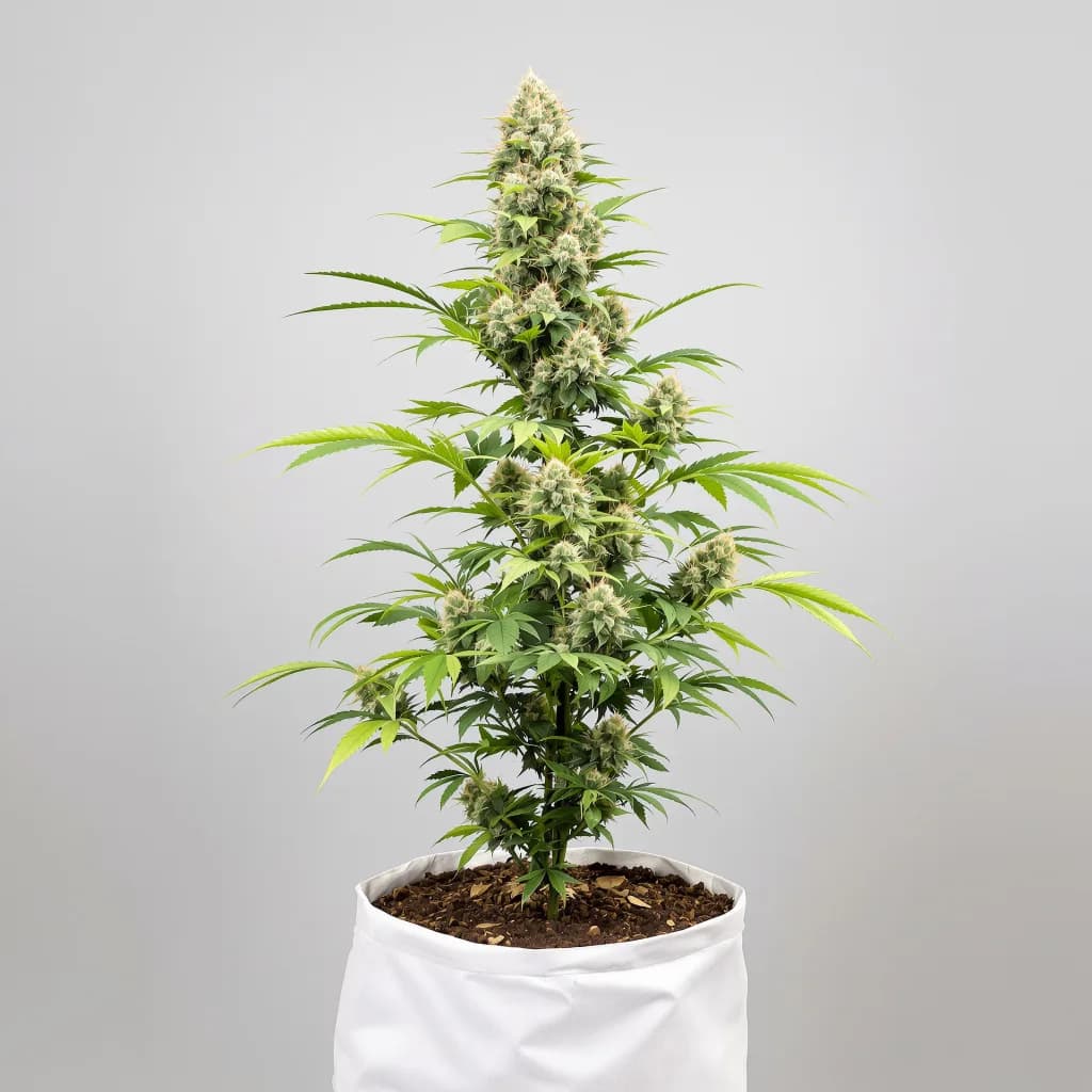 Red Widow cannabis seeds packaging โ Royal King Seeds the UK